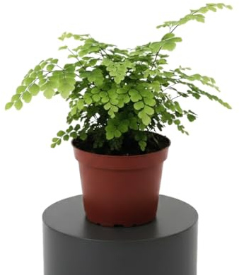 Adiantum Raddianum Fragrans Helecho Culantrillo DECOALIVE Planta Decorativa Natural Maceta 12 cm Altura 25 cm