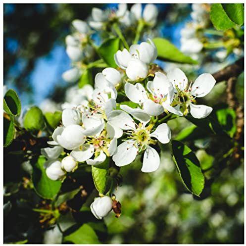 5 Wild Pear Trees/Pyrus Communis 40-60cm Tall Strong Plants 3fatpigs®
