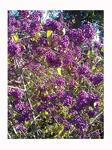 Beautyberry, Callicarpa bodinieri, Masses of Showy, Violet Berries in Autumn, Hardy Shrub, Rarely Offered, Great for UK Climate, 10-15cm Plant in a 7cm Pot