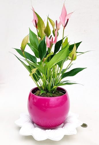 POWERS TO FLOWERS - ANTHURIUM ROSA LILLI IN VASO CERAMICA FUCSIA SFERICO e SOTTOVASO IN CERAMICA pianta vera