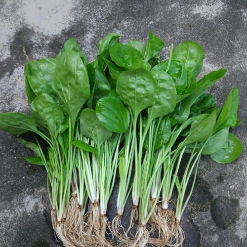 800 pz semi di plantago piantaggine biologici esotiche resistenti per da balcone insoliti