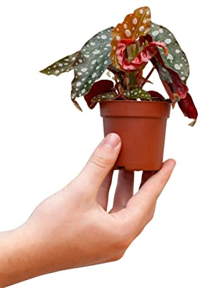 PLNTS - Baby Begonia Maculata - Zimmerpflanzen, Pflanzen Echt, Nachhaltige Verpackung - 7cm Topf - Höhe 15cm - Direkt von der Gärtnerei