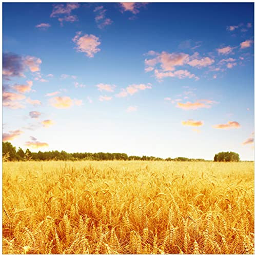 Wallario Glasbild Weizenfeld unter blauem Himmel - 55 x 55 cm Wandbilder Glas in Premium-Qualität: Brillante Farben, freischwebende Optik