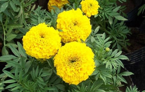 Semi Tagete Palla d'Oro, Gelbe Ringelblumensamen, Graines de souci jaune, Semillas de caléndula amarilla, Yellow marigold seeds