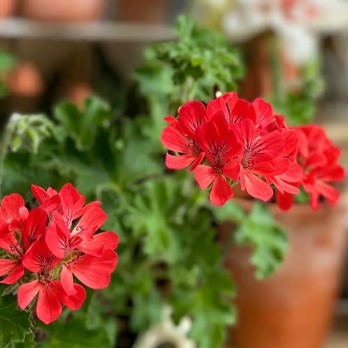 geranio limone semi di autunnale balcone giardino 100pcs