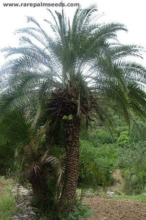 Kashmir Bergdattelpalme 10 Samen Winterhart bis - 10/15 Crad -Phoenix loureiroi var. humilis-