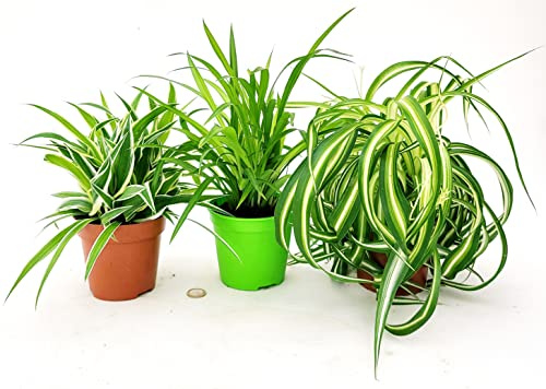 POWERS TO FLOWERS - CHLOROPHYTUM TRIS, BONNIE, VERDE, OCEAN, vaso 13cm, piante vere