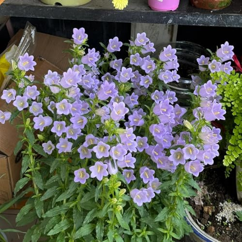 Semi di campanula-Campanula media,giardino to,per luoghi soleggiati da giardino、splendidamente luminosi con da appartamento 450pcs