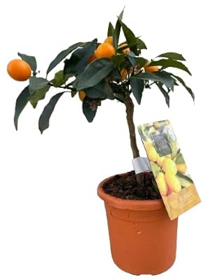 Naranjo Enano Kumquat Árbol Frutal Natural de Cultivo Exterior