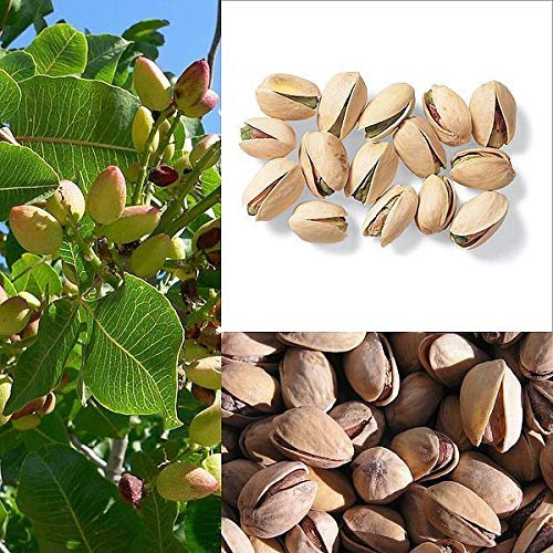 5 graines de Pistacchio Albero Pistacia Vera Frutta Fiori Rossi * Trasporto Unito : graines