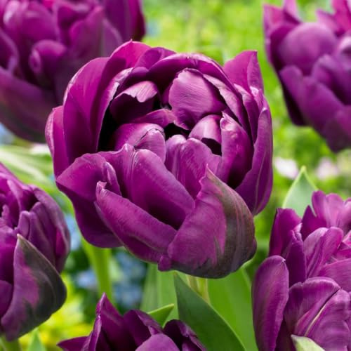 Green boutiQ - 12x Tulipa Double Lilac - Tulipe double lilas - Violet - Floraison printanière - Calibre 11/12