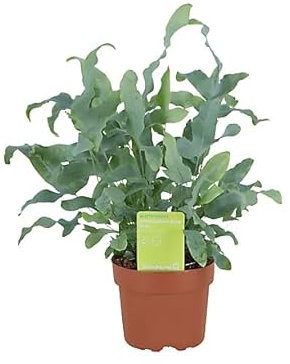 Helecho Plateado Planta Natural Premium para Interiores