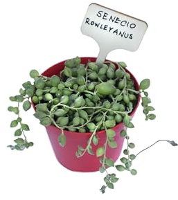 pianta vera Senecio rowleyanus pianta del rosario pianta grassa pendente succulente