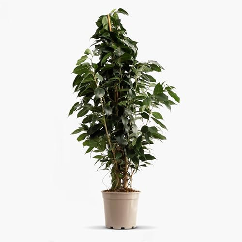 GREENTIA | Ficus Benjamina Danielle con caña de 90cm Planta Natural M17 Altura 80-90cm en maceta de 17cm de diámetro