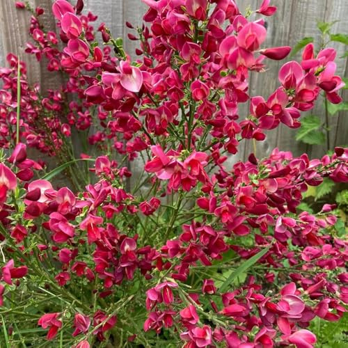 Semi di ginestra, Cytisus scoparius, Le perenni sono di ginestra resistenti all'inverno, semi da giardino 200pcs