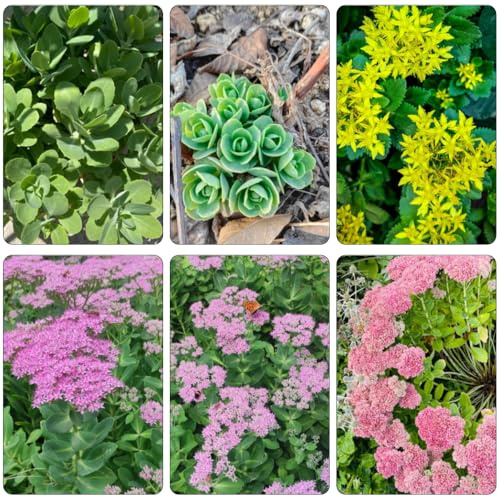 fetthenne sedum bodendecker winterhart mehrjährig wildblumensamen blumensamen gartenkräuter balkon garten frühlingsblumen blumensaat wildkräuter gartenblumen mehrjährig winterhart 300samen