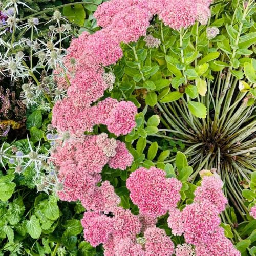 semillas de sedum erythrostictum balcón Decoración sala estar con en 100pcs