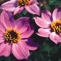Plant World Seeds - Dahlia Merckii Seeds (Exotic Flower Seeds)