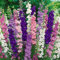 100 semillas de flores de delphinium mixtas