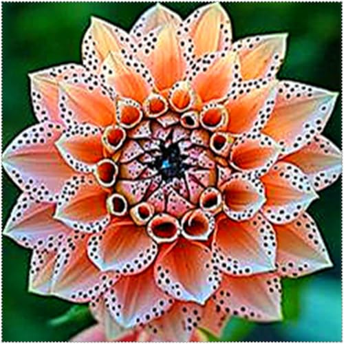 Dahlia Bulbs Mix for Planting Now UK/Greening Flower/Good for Containers/Strong Plants That Grow Well/Natural Organic/Cut Flowers/Wedding Flowers.-6bulbs-A
