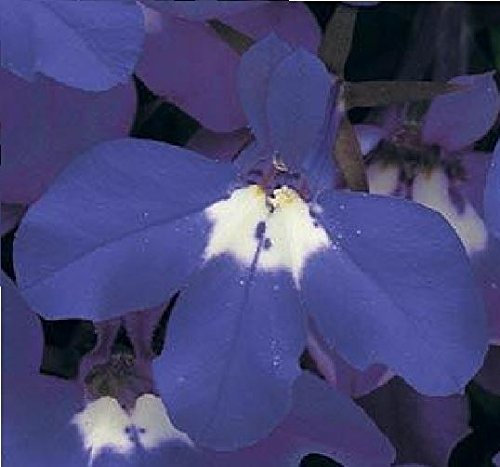Just Seed - Flower - Lobelia Bedding - Riviera Blue Eyes - 2000 Seed - Annual