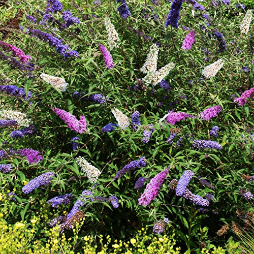 Multicolour Scented Outdoor Buddleia Plants | Buddleia Tricolour Butterfly Bush to Attract Bees and Butterflies – Hardy Flowering Shrubs for The Garden | 2 x 2L Potted Plant by Thompson & Morgan