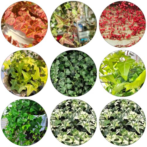 edera - semi verdi ufficio balcone serra giardino 400pcs