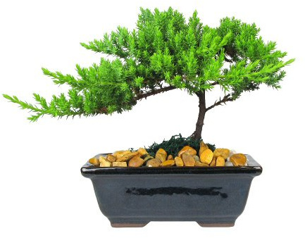 Eve's Garden Japanese Juniper Bonsai Tree, 6 Years Old Japanese Juniper, Planted in 6 Inch Ceramic Container, Outdoor Bonsai. !!! Cannot Ship to CA California & HI Hawaii !!!