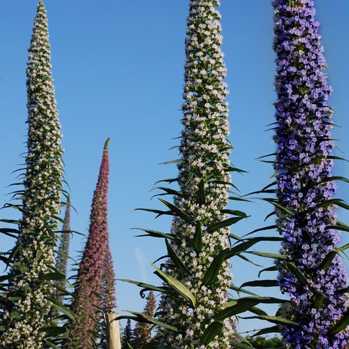 Plant World Seeds - Echium Pininana 3 Colours Seeds (Perennial Flower Seeds)