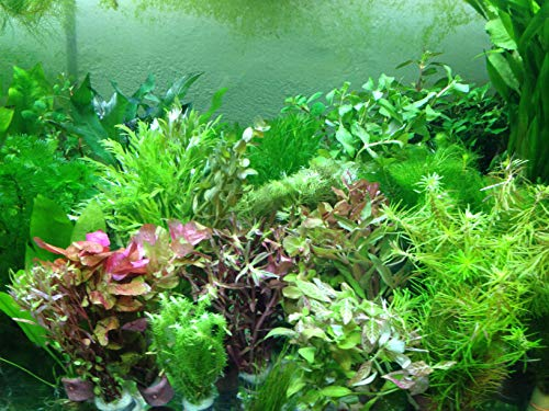 10 Bund schnellwachsende Aquariumpflanzen gegen Algen im Aquarium Wasserpflanzen Aquarienpflanzen