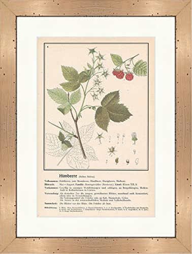 Biller Antik Frambuesa Rubus Idaeus Hindlberry Miel Plantas medicinales Hierbas medicinales 096 Enmarcado