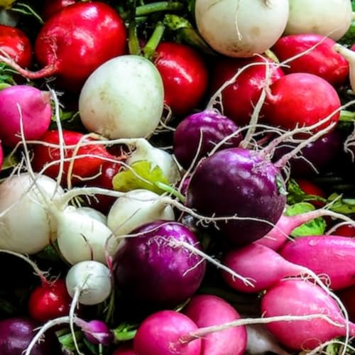 Rainbow Radish Seeds – 450 Fresh Colourful Radish Seeds – Suitable for Indoor & Outdoor Planting in Pots or Soil in The Yard, Balcony or Garden – Packed in The UK by Meldon Seeds