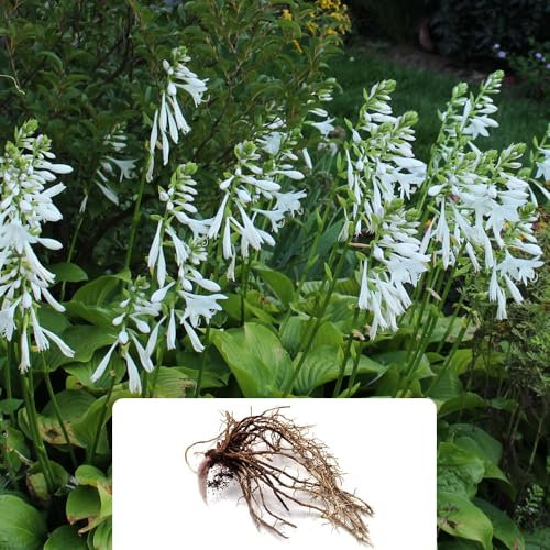 1 Hosta Royal Standard – Fragrant Funnel-Shaped Blooms – Summer-Flowering Perennial Bulb – Cultivated for UK Climate Conditions