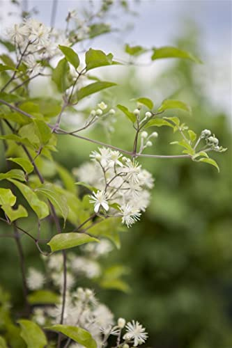 Waldrebe Clematis vitalba 60-100 cm Kletterpflanze winterhart | Schnellwachsend, ideal für Pergola und Rankhilfe, robust, dekorative Blüten, natürlicher Sichtschutz, sonnig bis halbschattig