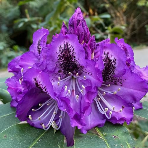 Semi di rododendro, arredamento del soggiorno azalea, semi di rari serre balcone resistenti decorazioni giardino per esterni 170pcs