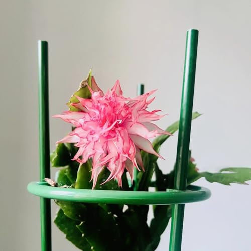 Cactus di Natale per l' balcone in vaso recisi d'appartamento 200semi