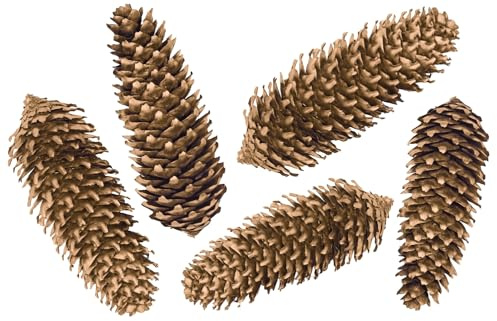 ZauberDeko Zapfen Gold Fichtenzapfen Natur Deko Basteln Weihnachten Weihnachtsdeko 5 Stück