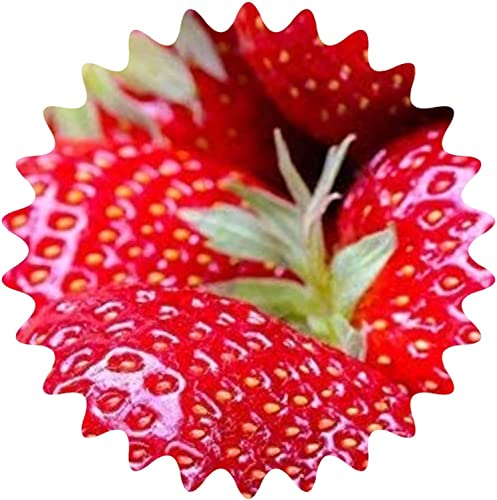Riesenerdbeeren / Fragaria Ananassa / Erdbeersamen / 50 Samen / Größer als ein Hühnerei - Die größte Erdbeere der Welt