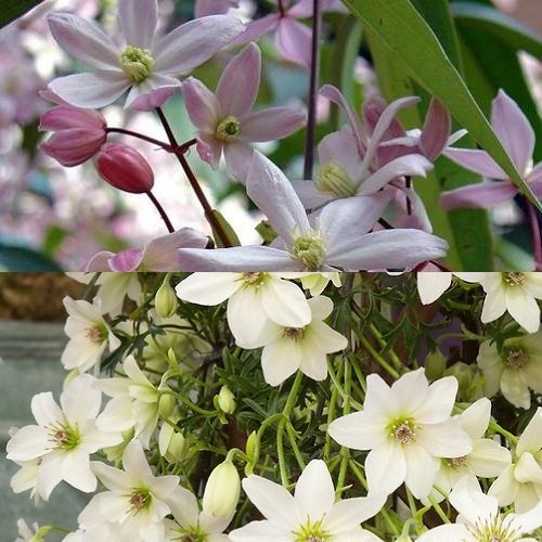 2 x Immergrüne Clematis Kletterpflanzen: Apple Blossom & Early Sensation | Rosa/Weiß, Mehrjährig & Immergrün | 2 x 1,5 Liter Töpfe