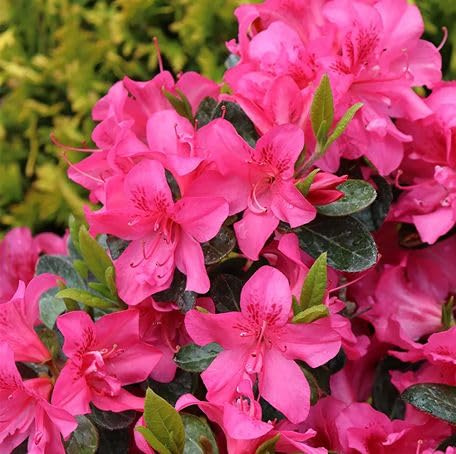 100 Stück rosa Azaleen-Blumensamen