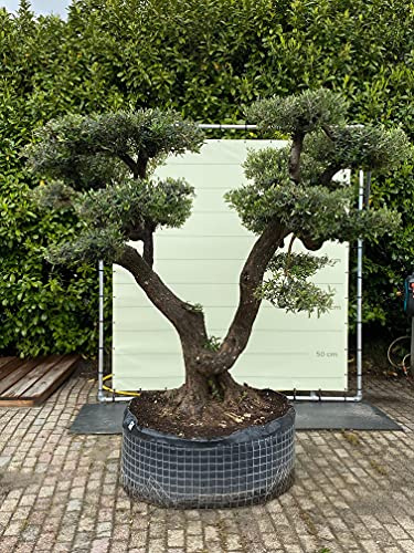 Tropictrees - OLEA EUROPEA - OLIVENBAUM-PON-PON, STAMMUMFANG 100-110 CM