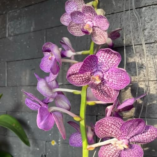 Orchidea Vanda - d'appartamento rara decorazione organica per balcone primaverili, resistenti in vaso giardino di interno semi di 500semi