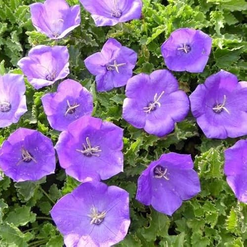 6x Campanule carpatica 'Blaue Clips'. - Campanula carpatica ‘Blaue Clips’ - Godet 9x9cm