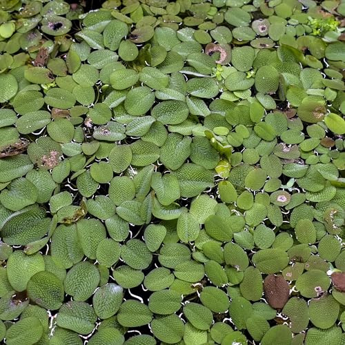 Kleiner Schwimmfarn, Büschelfarn Salvinia natans, Schwimmpflanze, 1 Portion | für Aquarium, Nano-Becken, Teich, geeignet für Urzeitkrebse, Fische, Garnelen, schnellwüchsig, viele Ableger, Versteckplätze