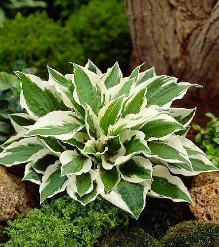 Graines de plantes Hosta 50 pièces Vert Blanc