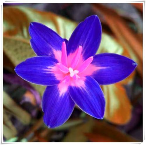 Bulbi di Zephyranthes | Fresco, Elegante, Tenero, Luminoso, Naturale-15 bulbi