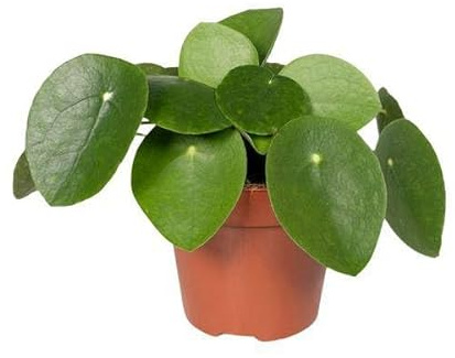 Chinesischer Geldbaum – Pilea Peperomiodes (Aluminium-Pflanze) – Zimmerpflanze – Ø12 cm – 20 cm hoch – Halbschatten – Luftreinigend – Pflegeleicht