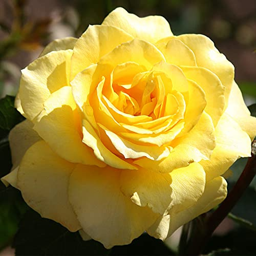 Heirloom Roses Rose Plant - Mellow Yellow Yellow Rose Bush, Hybrid Tea Live Plant for Planting Outdoors