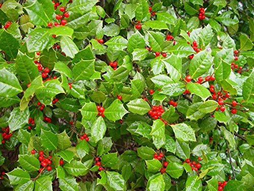 100 semi - Agrifoglio américain, Ilex Opaca, semi di albero (profumo, Appariscente, Hardy Evergreen)