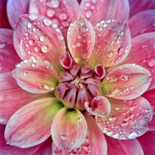 Dalias Rizoma, Perfectas para Jardines, Tolera el frío.Hojas altas y grandes. Dalias que no requieren pregerminación -6bulbos -J